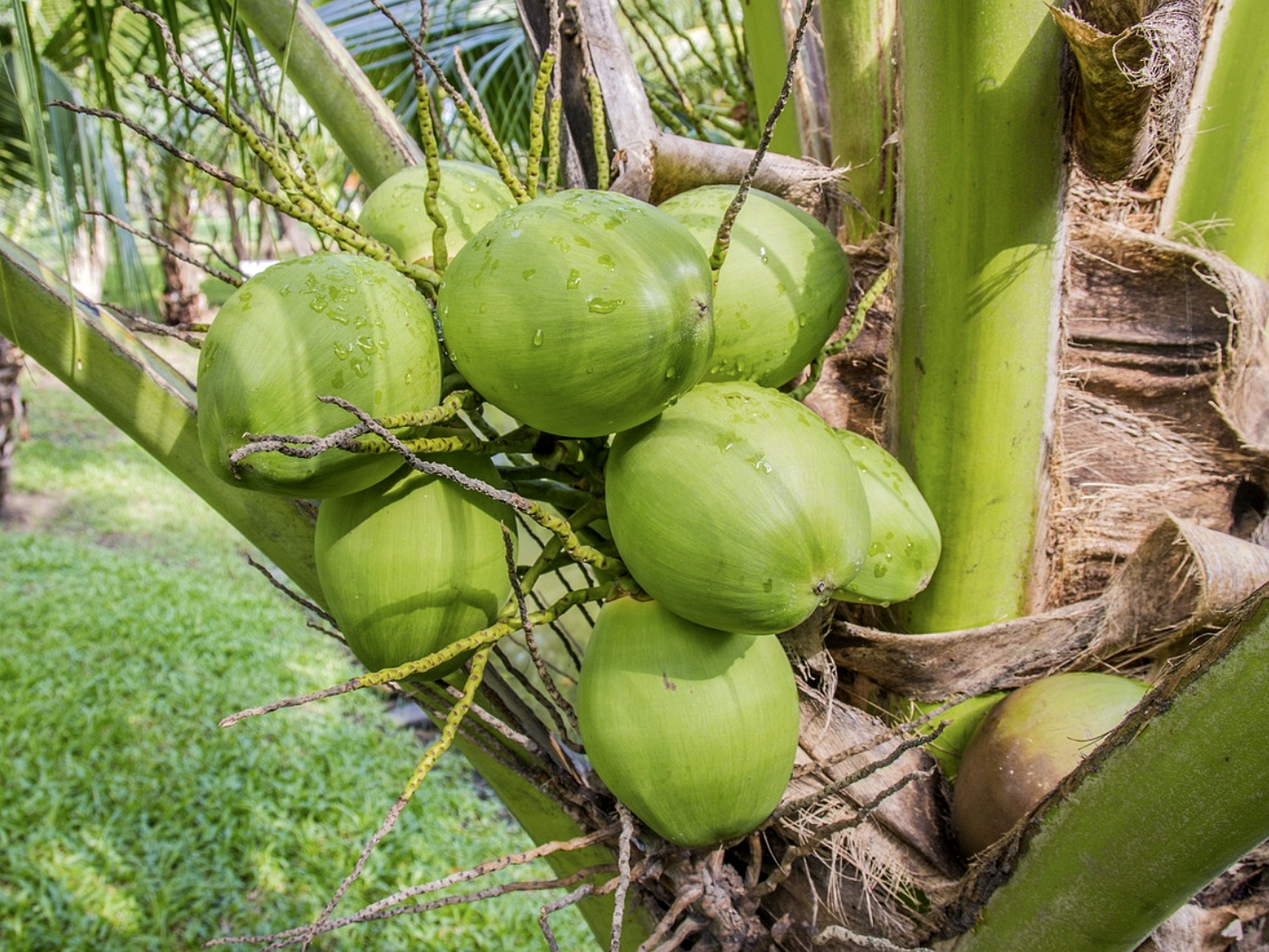 Fresh aromatic coconuts ready for harvest