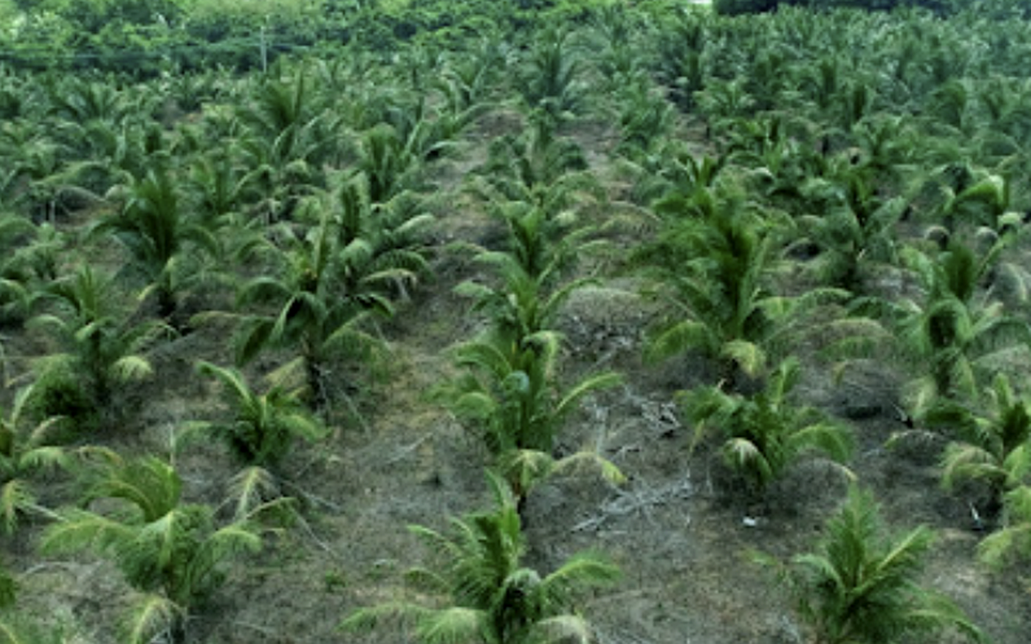 Aromatic Coconut Groves