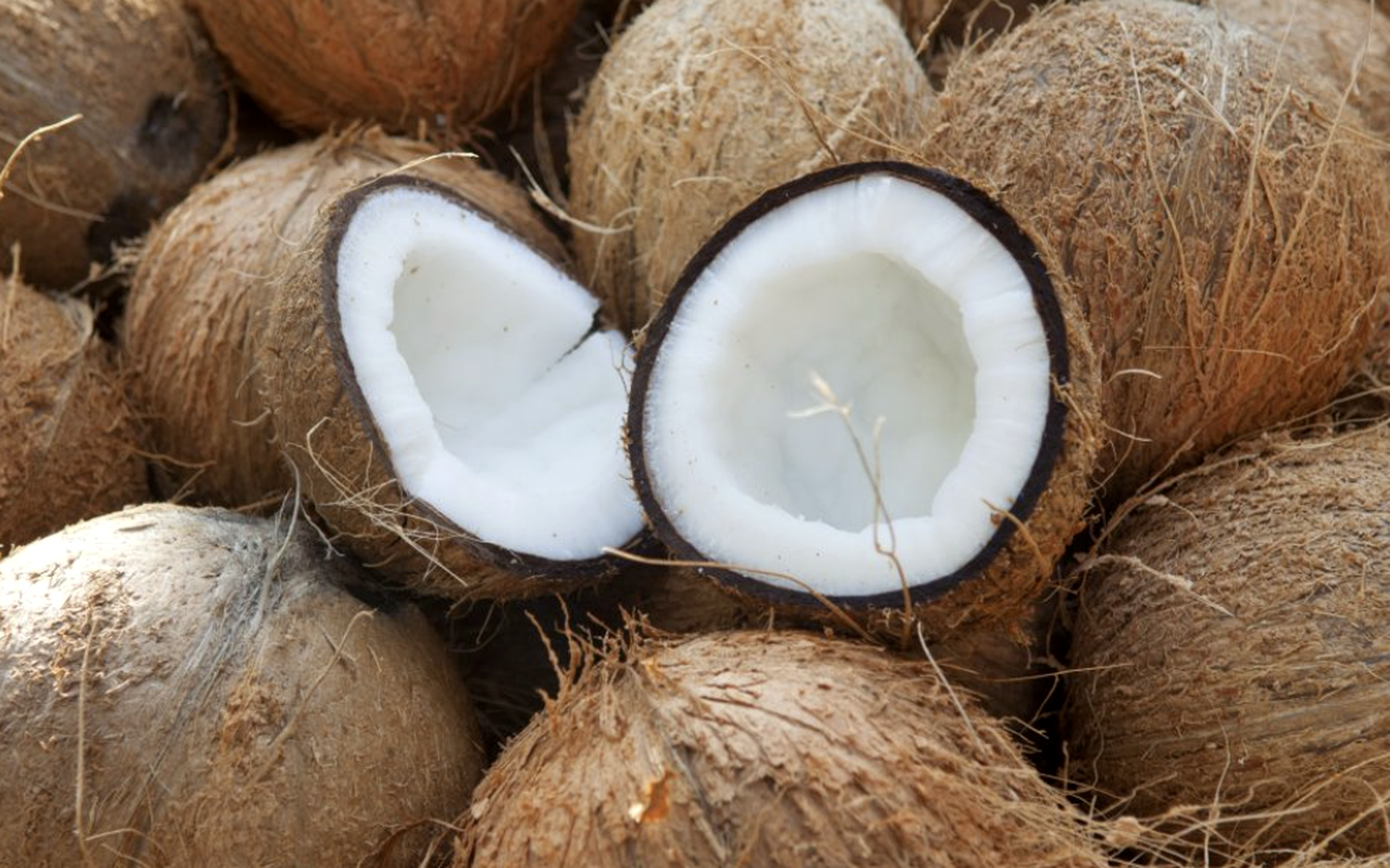 Mature Coconut Harvest