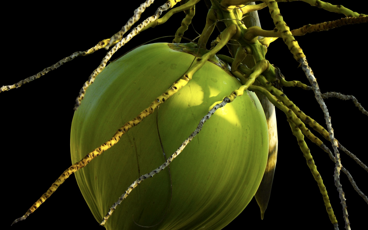 Young Aromatic Coconut