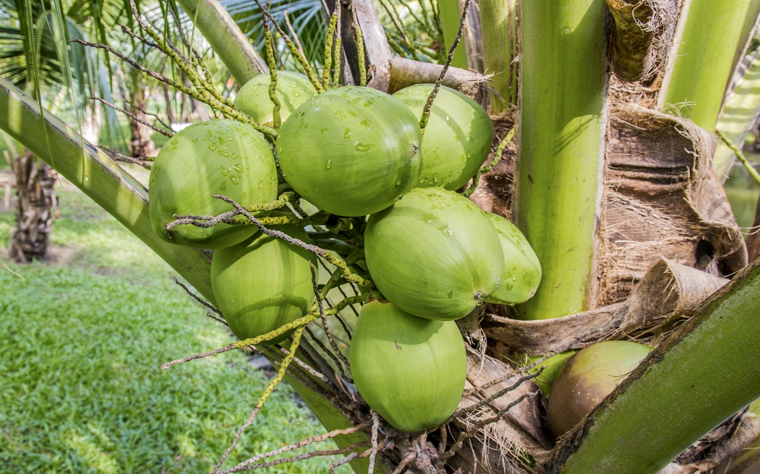 Fresh aromatic coconuts growing in clusters on a palm