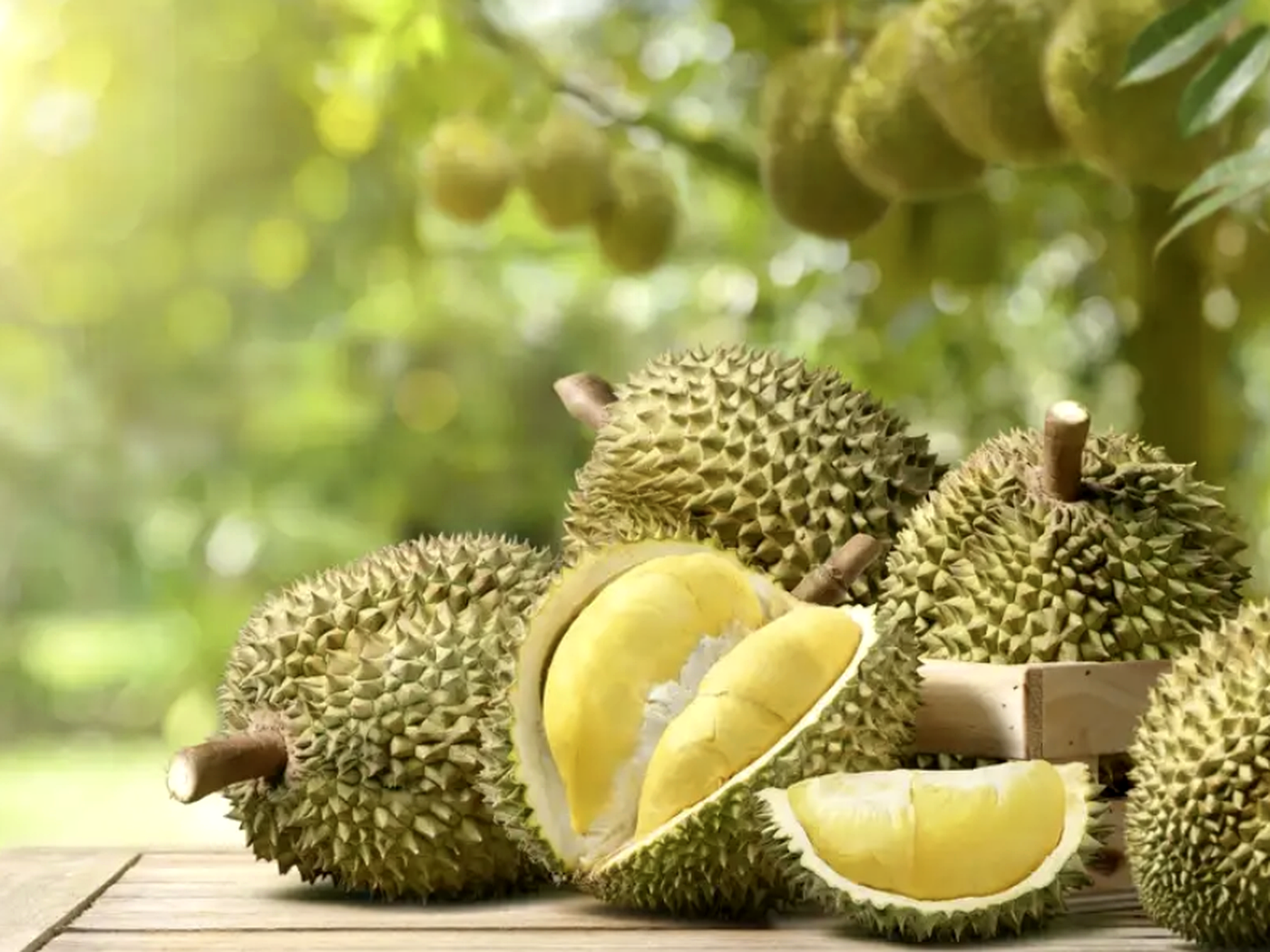 Freshly opened premium Monthong durian