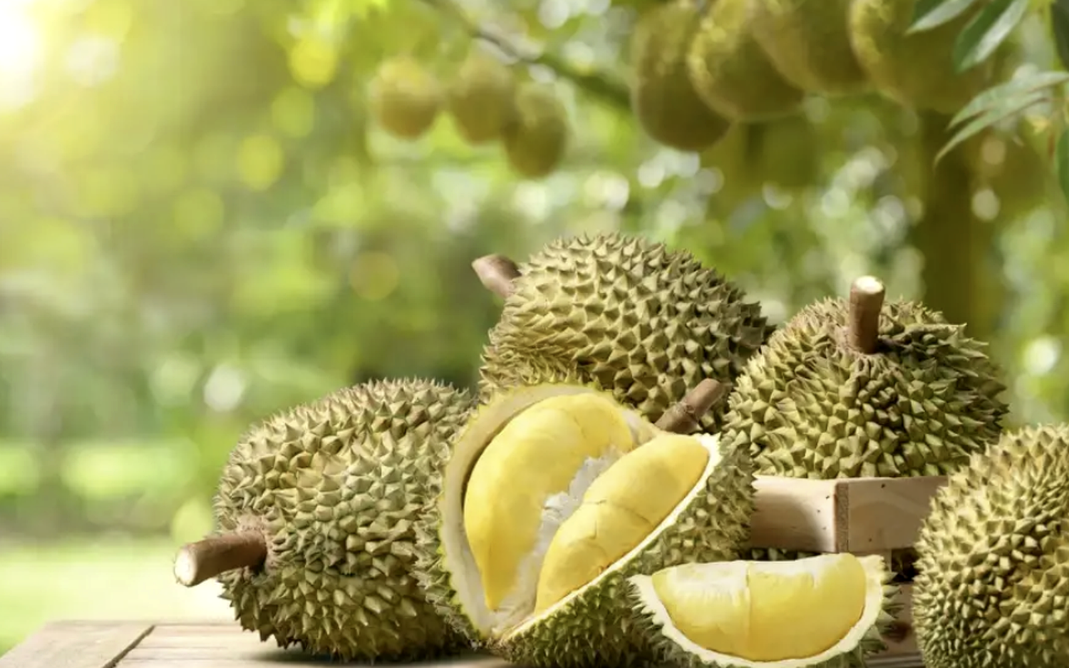 Premium Monthong Durian