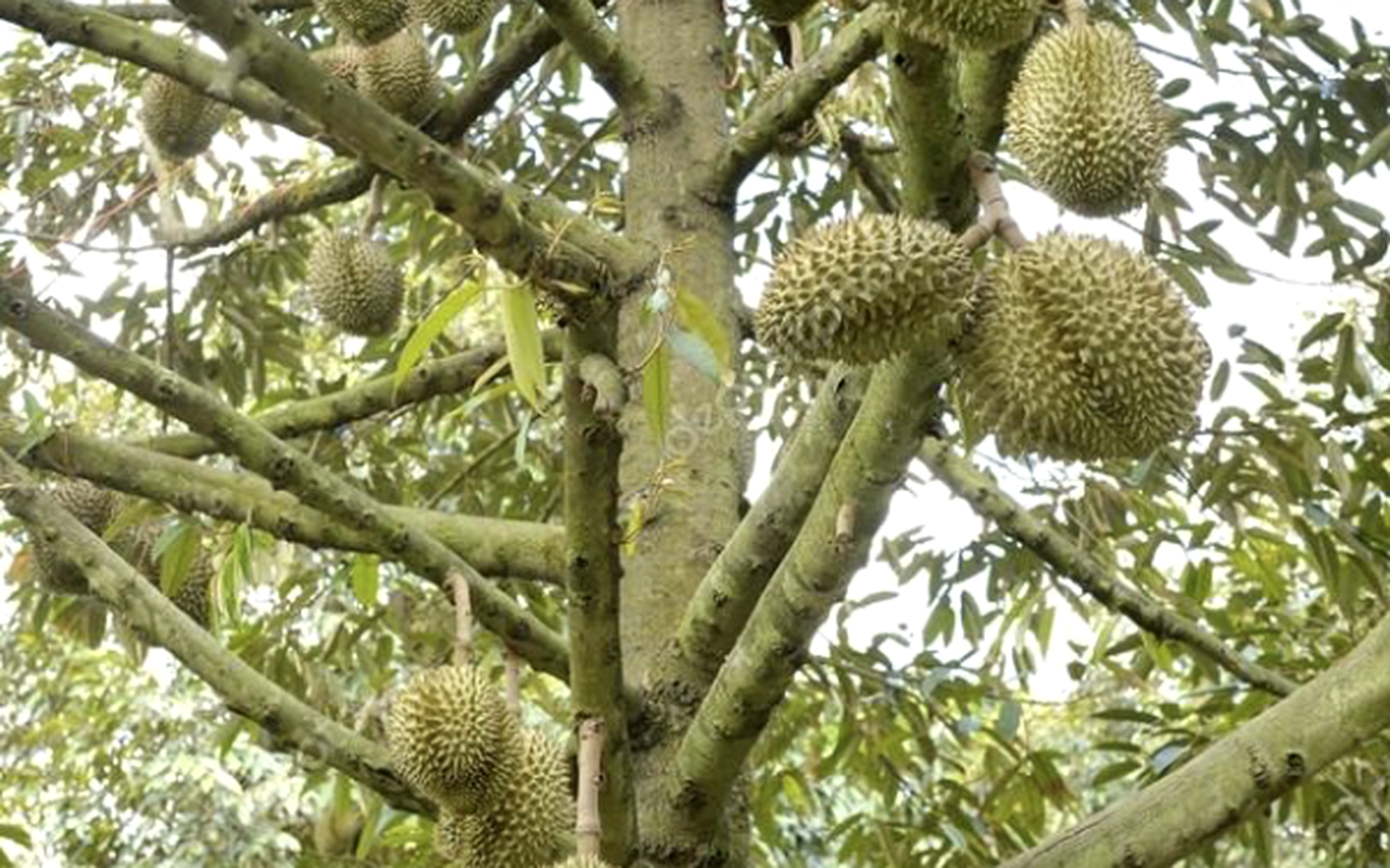 Monthong durian fruit ripening on the tree