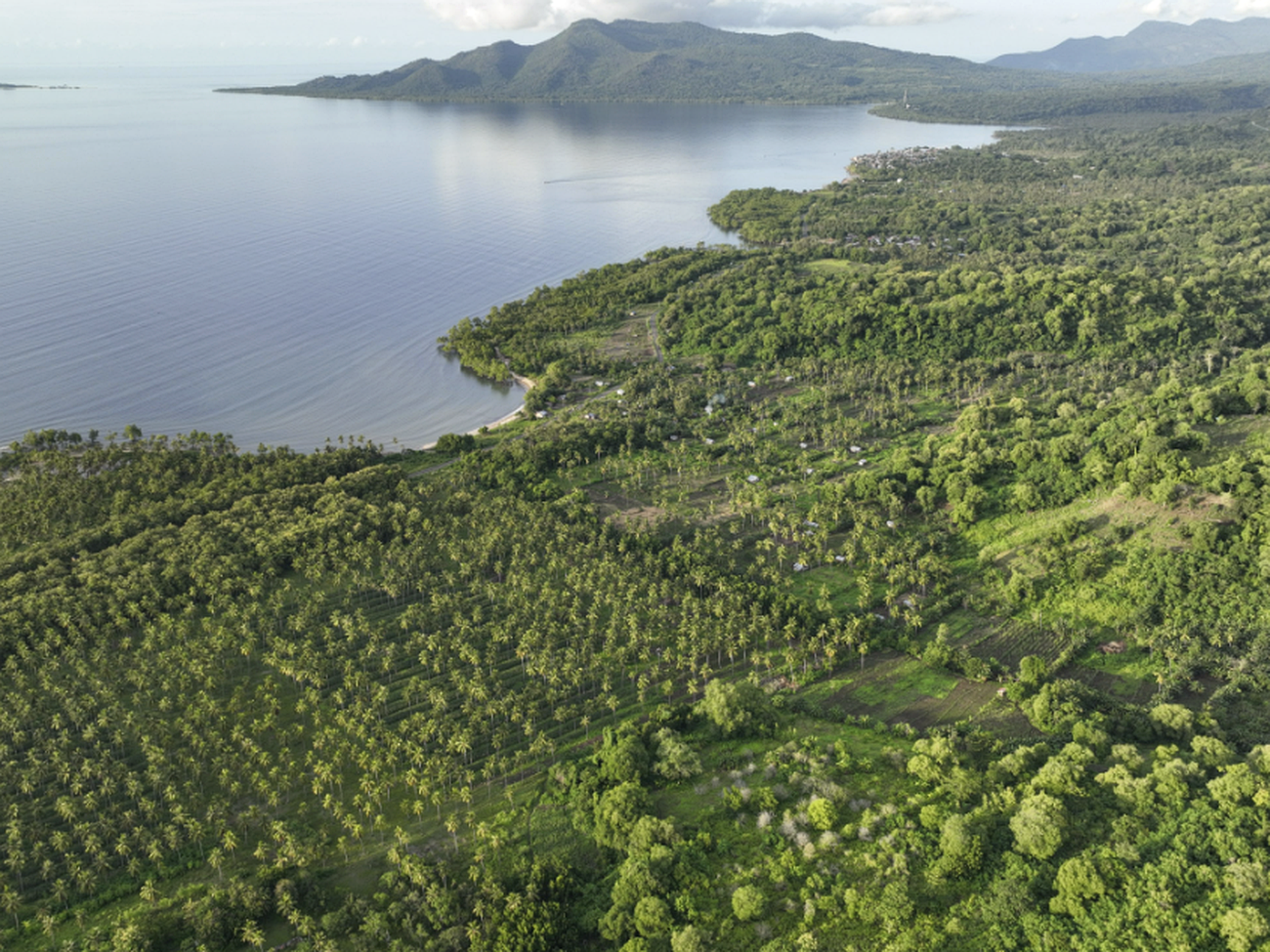 Aerial view of DOMI's coastal tropical plantation landscape